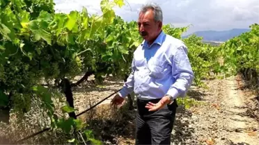 CHP'li Nurlu: 'Gübre Bombası Manisa Tarlasında Patladı'