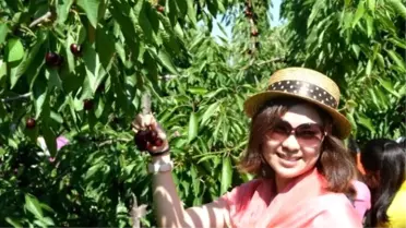 Uluborlu'da Kiraz Hasadı Başlıyor