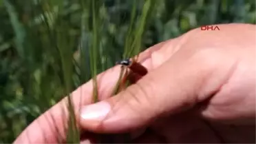 Burdur'da Kuraklığın Ardından Bambul Böceği Zararlısı Baş Gösterdi