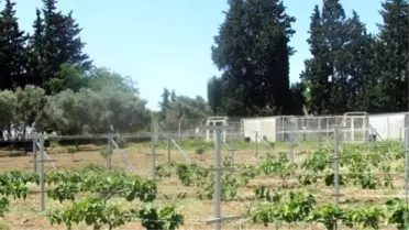 Aydın'da Bodur İncir Üretimi Denemeleri Başladı