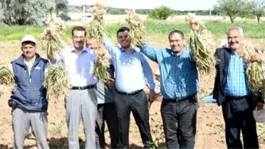 Aksaray'da Çiftçilerin Olmaz Dediği Sarımsak Şimdi Türkiye Dördüncüsü