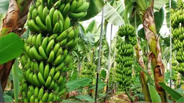 Çilek Diyarında' Muz Seraları Yükseliyor