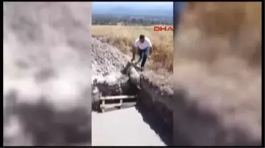 İnegöl Köpeği Bataklıktan Kurtaranlara Ödül