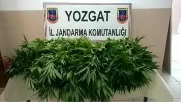 Yozgat Jandarma 453 Kök Hint Keneviri Ele Geçirdi