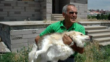 Emekli Maaşıyla 65 Köpeğe Bakıyor