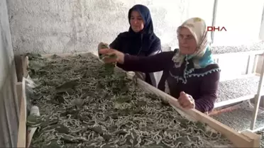 Devlet Destek Oldu, 2 Ev Kadını İpek Böceği Yetiştirmeye Başladı