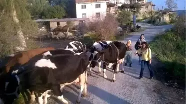 Aydın'da Hayvan Atıklarından Biyogaz Üretilecek