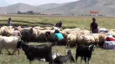 Muş Süt Sağmak İçin Her Gün 8 Kilometre Yürüyorlar