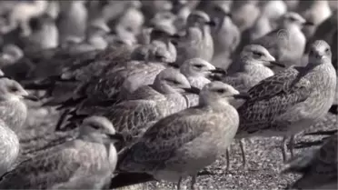 Adır Adası'ndaki Martı Ölümleri Mercek Altına Alındı