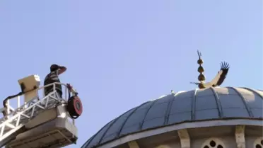 Cami Kubbesinden Düşen Yavru Leylek Kurtarıldı