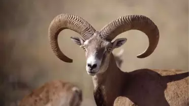 Bu Hayvanları Vurmanın Cezası 75 Bin Tl