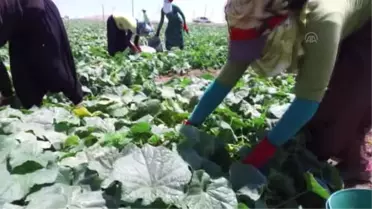 Çubuk Turşusu'nun Kurulumu Başladı