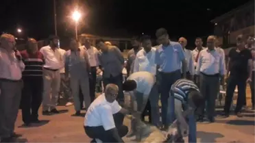 Sincik'de Şükür Kurbanı Kesildi