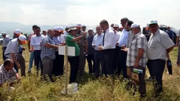 Vezirköprü'de Nohut Tarla Günü