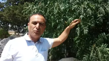 Yabani Sumak Ekonomiye Kazandırılmalı'