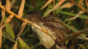 Dikkuyrukluötleğen... Gracefulprinia... Priniagracilis