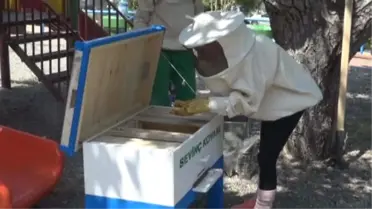 Sevinç Kovanı, Arıların Yeni Yuvası Oldu