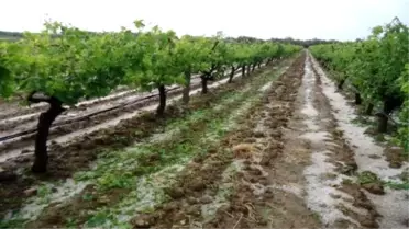 Manisa'daki Dolu Yağışı