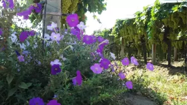 Üzüm Üreticisi Bağını Çiçekle Donattı