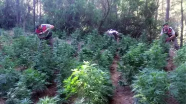 Manavgat'ta Uyuşturucu Operasyonu