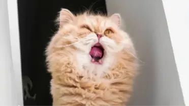 Bilgisayarınızın Canını Yakacak 'Kedi'