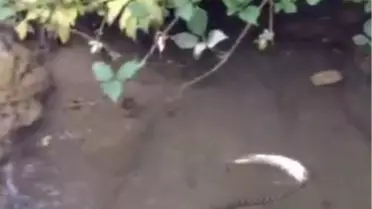Su Yılanının Derede Balık Avlaması Kameraya Yansıdı