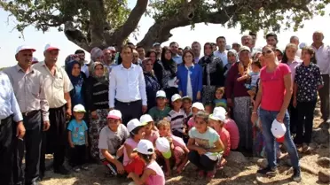 Antep Fıstığının İlk Mahsulü En Yaşlı Ağaçlardan Toplandı