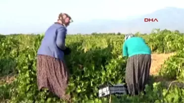 İslahiye'de Üzüm Hasadı Başladı