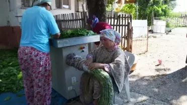 Bafralı Tütün Üreticileri Destek Bekliyor