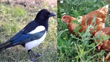 İlçe Halkı Saksağan Nöbetinde