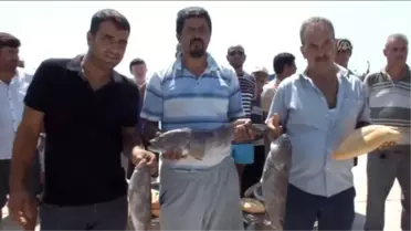 Balıkçılar 'Lagos' Balığı Av Yasağının Kaldırılmasını İstiyor