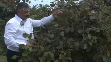 Dünya Pazarında Yeri Olan Fındığın Kalitesini Korumak Lazım'