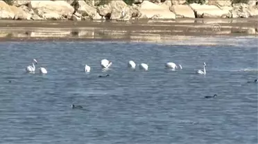 Flamingolar, Beyşehir Gölü'nde Mola Verdi