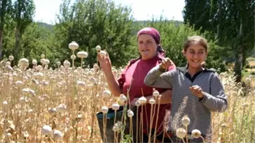 Manisa'da Haşhaş Kapsül Alımları Başladı