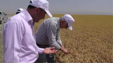 Muş Ovası'nda Aspir