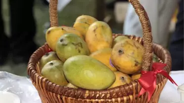 Pakistan'ın Ankara Büyükelçiliği'nde Mango Festivali