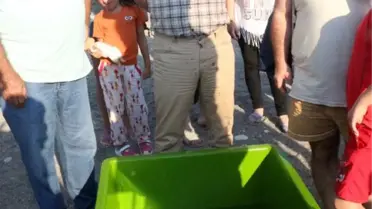 Tedavileri Tamamlanan Caretta Carettalar Denizle Buluştu