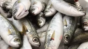 Av Yasağı Bitti, Balık Tezgahları Hareketlendi! İşte Fiyatlar