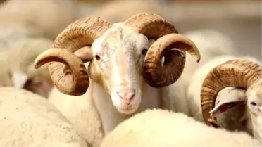 Bu senenin yeni modası: 'e-kurban'