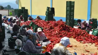 İnegöl'den Hollanda'ya Salça İhracatı