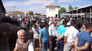Kurban Pazarlarında Okul Harçlıklarını Çıkartıyorlar