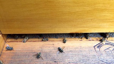 Zika Paniği Nedeniyle Milyonlarca Bal Arısı Öldürüldü