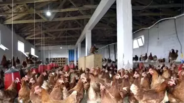 Tavuk Dışkısını Verimli Toprağa Dönüştürüyor