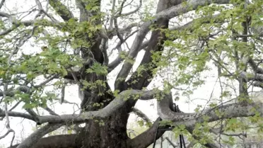 Asırlardır Gölgesinde Ağırlıyor