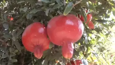 Silifke'de Nar Hasadı Başladı