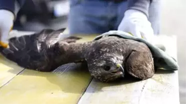Yavru Kartala Öğretmenler Sahip Çıktı