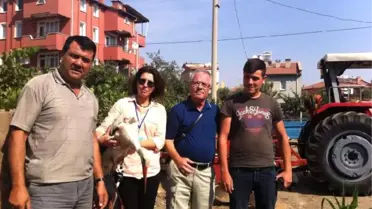 Almanya'da Halkalanan Leylek Sındırgı'da Yaralı Bulundu