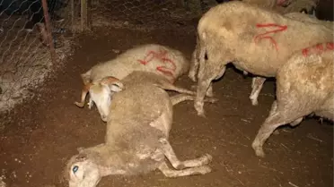 Antalya'da Akıma Kapılan 61 Kurbanlık Telef Oldu