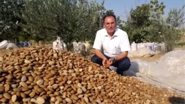 Kahta'da Badem Rekoltesi Yüzleri Güldürüyor