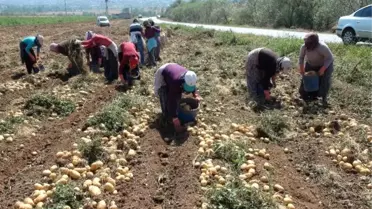 Patates ve Soğan'da Verimin Yüksek Olması Çiftçinin Yüzünü Güldürüyor